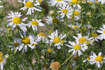 Wild Daisies in a Field