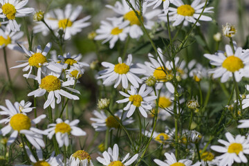 Wild Daisies in a Field