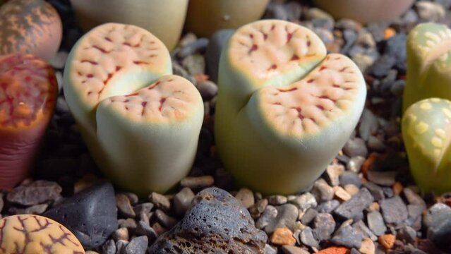 Mesembs (Lithops karasmontana) South African plant from Namibia in the botanical collection of supersucculent plants