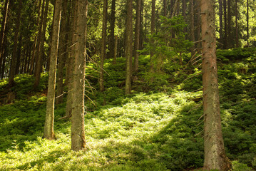 Beautiful green forest on the Slovakia nature. Relax time. Pozitive vibe. 