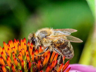 Bee 180