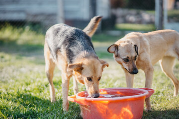 two dogs drink water from a bowl on a hot day