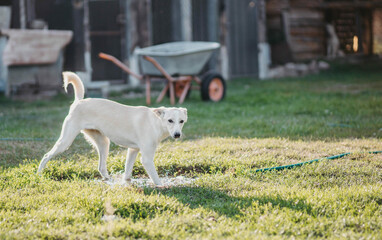 white young mestizo dog runs around the yard of the house in the summer on a sunny day.