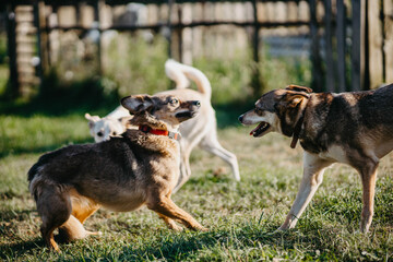 funny dogs play and run in the yard of the house in summer.