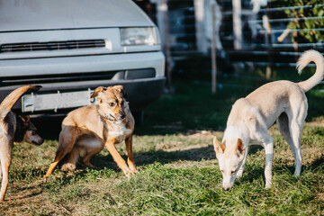 funny dogs play and run in the yard of the house in summer.