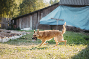 red dog joyfully runs on the lawn of the yard in summer