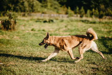 red dog joyfully runs on the lawn of the yard in summer