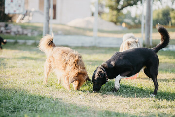 cute dog walks in the home backyard on a sunny summer day.