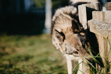 husky dog sniffs and searches, bloodhound.