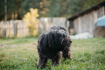 dog of breed Bouvier de Flandres Sheepdog playing on a green lawn summer