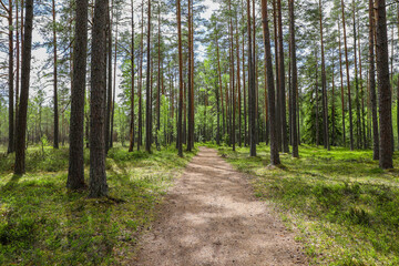 Obraz premium Hiking path through the dense pine trees in spring