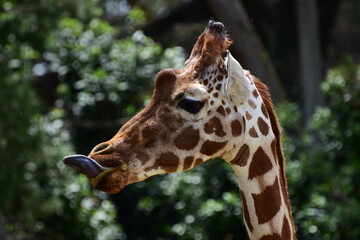 Portrait d'une girafe coquine