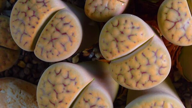 Mesembs (Lithops schwantesii) South African plant from Namibia in the botanical collection of supersucculent plants