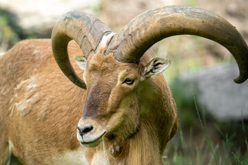 Mountain sheep