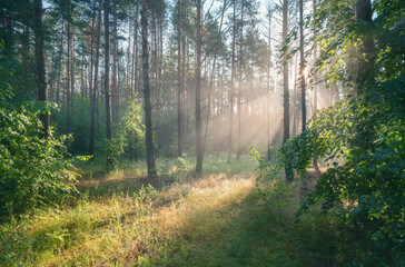 Early morning in the forest, the sun's rays break through the branches of trees glowing in the morning fog