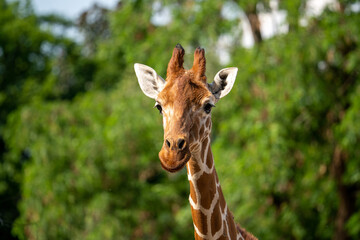 Naklejka na ściany i meble Giraffe in Africa