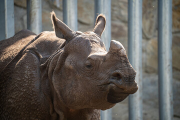 Rhino close up