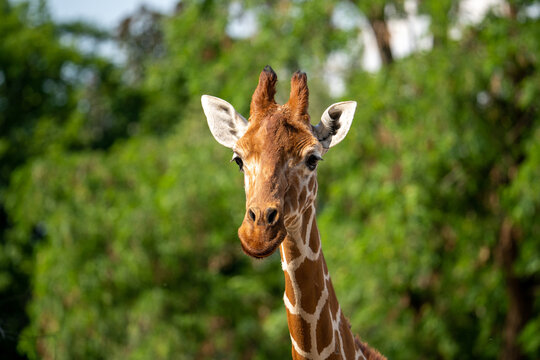 Giraffe in Africa