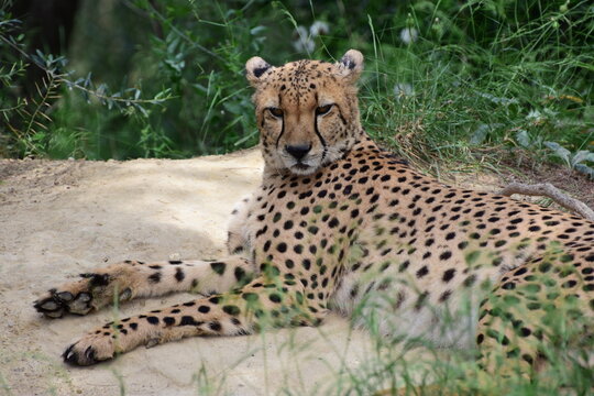 Un gu&eacute;pard endormi