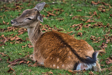 JUnges reh auf der Wiese