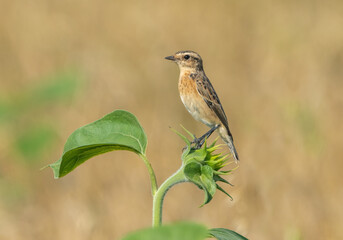 The Whinchat or Saxicola ruberta bird sits on a green sunflower