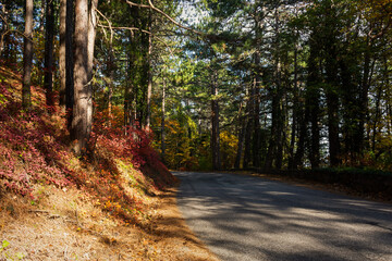 Autumn forest road. Colorful autumn landscape. Empty, without people. Asphalt in the forest. The concept of traveling, being alone with nature. Bright sunlight through the trees. Hiking in the forest