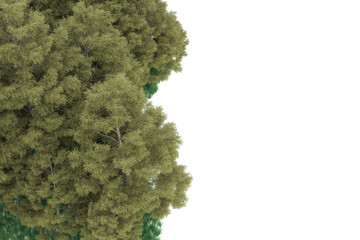 Forest on transparent background. 3d rendering - illustration