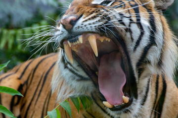 Tiger in the wild. Shooting a tiger in nature. Tiger in the forest. Wild animal in nature. Shooting...