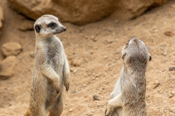 The meerkat stands on its hind legs. The meerkat sitting. Cute animal in nature. Small animal in the wild nature. Group of meerkats. Two meerkats. Small mammal suricate suricata