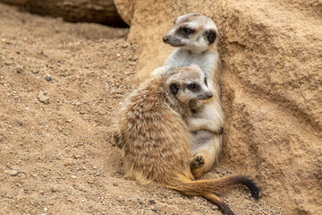 The meerkat stands on its hind legs. The meerkat sitting. Cute animal in nature. Small animal in the wild nature. Group of meerkats. Two meerkats are hugging. Small mammal suricate suricata