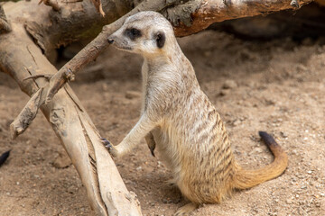 The meerkat stands on its hind legs. The meerkat sitting. Cute animal in nature. Small animal in the wild nature. Small mammal suricate suricata