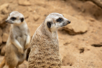 The meerkat stands on its hind legs. The meerkat sitting. Cute animal in nature. Small animal in the wild nature. Group of meerkats. Small mammal suricate suricata