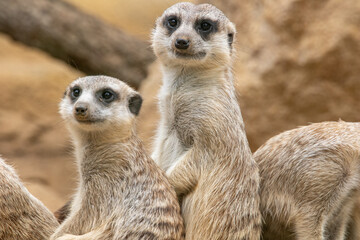 Meerkat looks at the camera. The meerkat stands on its hind legs. The meerkat sitting. Cute animal in nature. Group of meerkats. Small animal in the wild nature. Small mammal suricate suricata