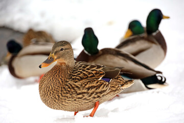 Mallard ducks standing on the snow near the lake. Wild ducks in winter season