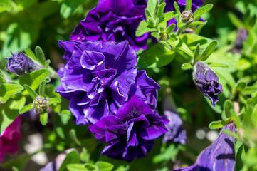 Blue detail flower of Petunia
