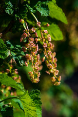 Detail of a blooming yellow flower Ribes magellanicum