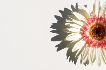 White gerbera on the white background, flat lay, top view