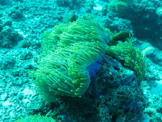 Clownfish in the sea anemone in the depths of the Indian ocean, Maldive islands.