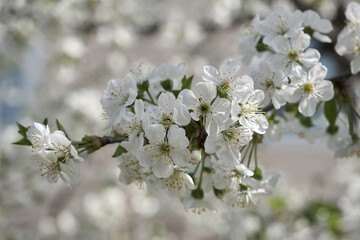 Obraz premium background of spring cherry blossoms tree. selective focus