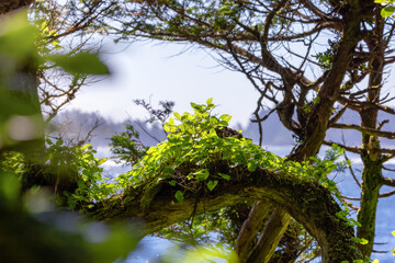 Green Foliage on a tree branch with Pacific Ocean on the West Coast. Taken in Ucluelet near Tofino, Vancouver Island, BC, Canada. Canadian Nature Background.