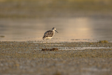 Common greenshank on wetlands looking backward