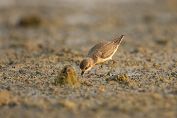 Lesser sand plover searching for food on wetland