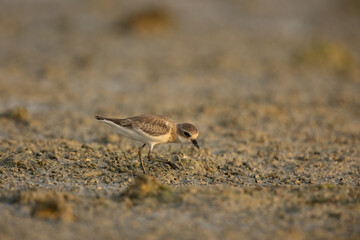 Lesser sand plover searching for food on wetland