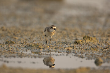 Lesser sand plover on wetland with perfect reflection in water