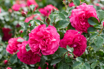 Photo of several flower buds of pink color close-up among flower bushes in defocus