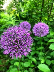 
purple round - spherical seasonal flowers