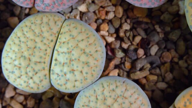 Mesembs (Lithops verruculosa) South African plant from Namibia in the botanical collection of supersucculent plants