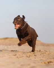  Labrador retriever dog runs along a sandy beach with an open mouth. aggressive dog attacks, animal training. the service dog is getting ready for work. playing with a labrador. chocolate labrador