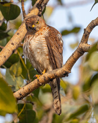 A Shikra looking down in style