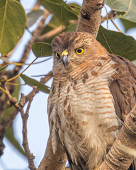 A Shikra Looking down with wide open eyes